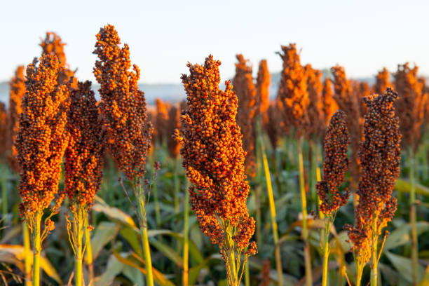 sorghum photo